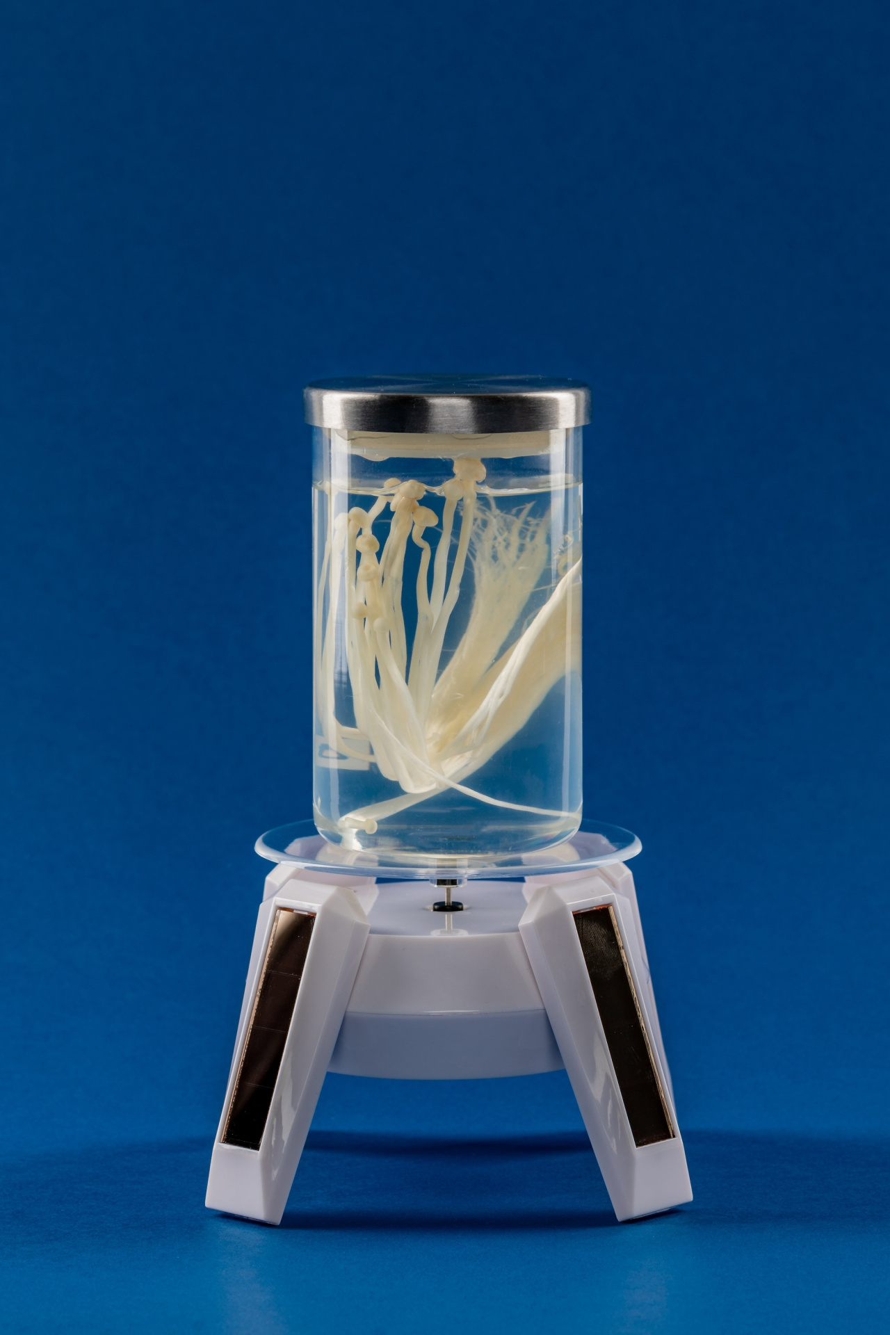 Space mushroom_Кот .jpg